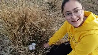 SÜHEYLA SUYUN KENARINDAKİ YUVADA YUMURTA BULDU / EGG FIND