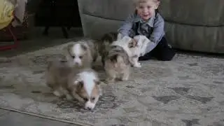 Pembroke Welsh Corgi Puppies For Sale