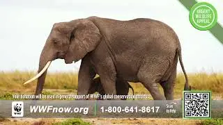 WWF on TV: Wildlife Montage