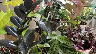 10 PLANTAS COLORIDAS DE SOMBRA PRO CULTIVO INTERNO
