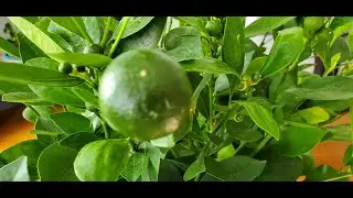 Unboxing my Calamonding /kalamansi plants!