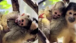 Весит меньше банана 🍌 Познакомьтесь с новорожденной беличьей обезьянкой из зоопарка Перта