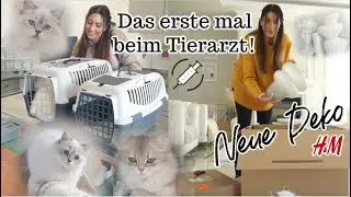 Neue Deko H&M Haul! Mit den Katzen beim Tierarzt und gute Schulnoten mit Sofatutor|MAYRA JOANN
