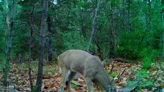 Beaver Island Deer Hunting