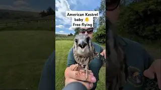 Baby American Kestrel free flying session