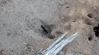 Pompilidae quickly digging a burrow