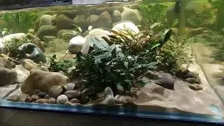 Aquarium Tortue Sternotherus Carinatus