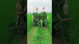 Bug catching technique lesson 84🦩#southkorea #vietnam #brazil #nepal #philippines #super