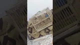 بلبل