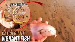 Catching Sea Creatures: How to Catch Palm-Sized Pufferfish on the Beach After the Tide