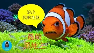 海底驚現「非法農場」！這條魚竟然會奴役其他生物？它的智商高到讓人害怕