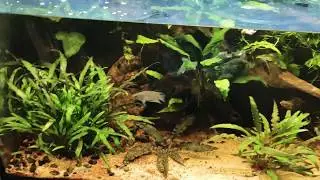 Butis butis und Microctenopoma fasciolatum F&uuml;tterung