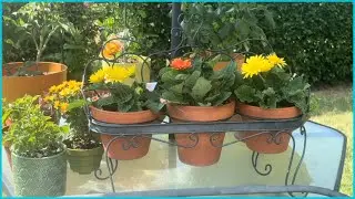 My Flowers That Love Full Sun:#plants #flowers #garden #sun 