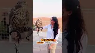 Falcon Experience in Dubai Desert Book Your Adventure