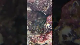 Mantis shrimps don&rsquo;t prefer the light
