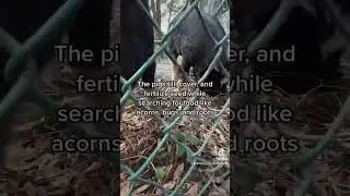 Simple Pig Tractor for a Small Homestead
