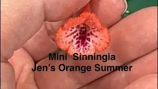 Mini Sinningia Jen’s Orange Summer