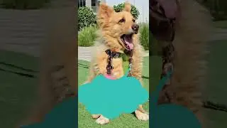 Where My Paws At Smart Pet Tags - The UAE's No1 Pet Safety App