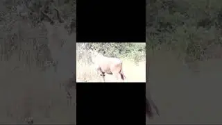 wild ting!!!eland on ambush