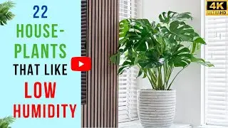 22 комнатных растения, которые любят низкую влажность | Комнатные растения, идеально подходящие д...