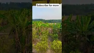 Beautiful Bangladesh. #nature #trandingshorts #tranding #travel #explore #shorts #viral #bangladesh