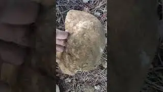 Аммонит puzosia 42 см и Наутилусы