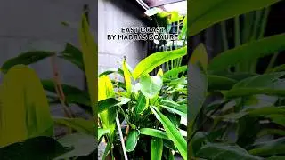 BEST Cafe in Chennai | Instagrammable cafes 😍👌|#shorts #chennai #cafe #nammachennai #ecr