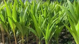 Aromatic coconut cultivation techniques