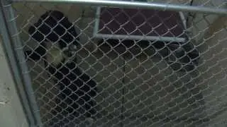 Missouri ranks #1 in puppy mills