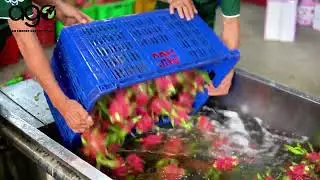 AGO IMPORT EXPORT COMPANY LIMITED - DRAGON FRUIT FROM VIET NAM