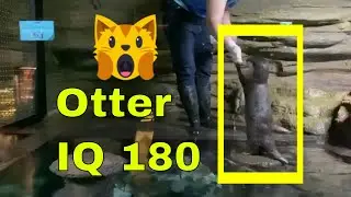 Otter Doing Tricks