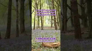 #Bluebell walk at Coed y Wenallt, #Cardiff