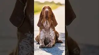 Braco Italiano #doglegacy #dog #pet #dogs #petlovers #doglife #doglover