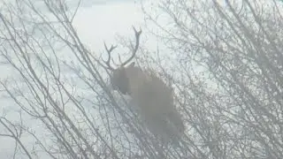 Late season Elk hunt in BC.(SHOTS FIRED)