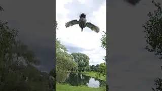 jumbo ruoen duck flying
