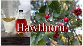 HAWTHORN BERRIES made to a syrup for your health!