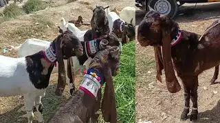 Pateri and Kamori goat prices in Tando Adam bakra mandi