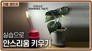 안스리움 그냥 방 안에서 키우는게 가능할까? 안스리움 실습 케어 2개월 후!ㅣ대품첼린지 4화, 안스리움 중간점검