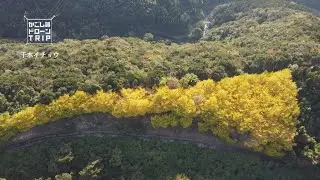 垂水市・千本イチョウ
