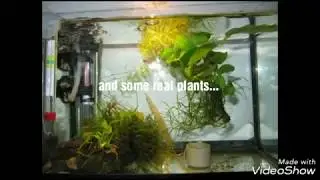 RASBORA GALAXY EGGS & FRY (PHOTOS)