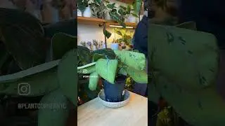 Plant Timelapse is so fun 🪴 #plants #timelapse