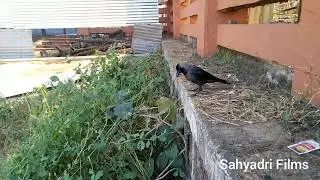 Asian Crow On Beach गोवा बीचवर कावळा