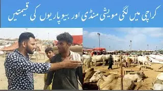 Cattle Market Karachi | Maveshi Mandi Karachi 2023 update