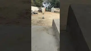 Gadi Wala cartoon 2 #cartoon #shorts #funny