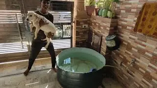 Labrador Dog | Life With Labrador | Labrador Can Swim ?