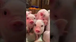 Cutest Little Piggies You&rsquo;ve Ever Seen!  #piggi #piggiesfun #funnyanimals #piggies