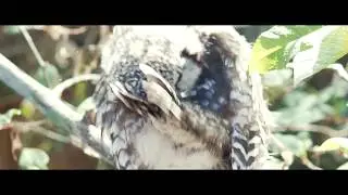 Scary Owl Video That'll Definitely Give You Chills | www.phovid.net