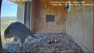 CSU Orange - intruder -  2025 10 10