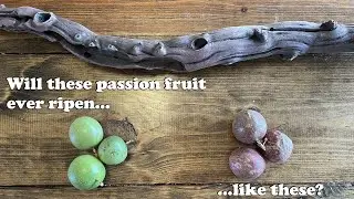 Will Passion Fruit ripen off the vine? Kind of&hellip;