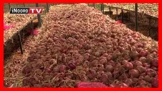 Urimi wa itunguru, Ndeiya-Limuru: Mugambo wa murimi (Part 3)